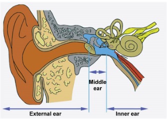 the ear and inner ear